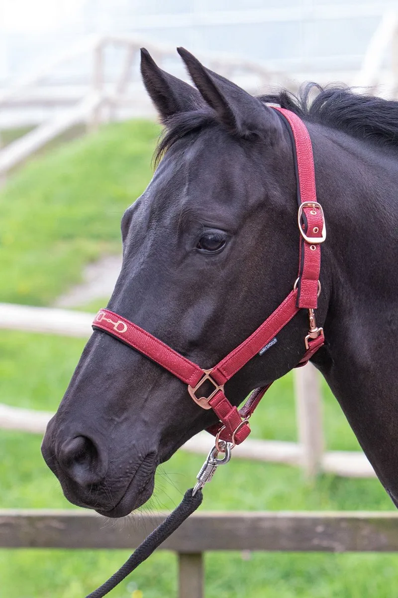 Halster Bit - Full von Harry's Horse in Bordeaux – Produktfoto