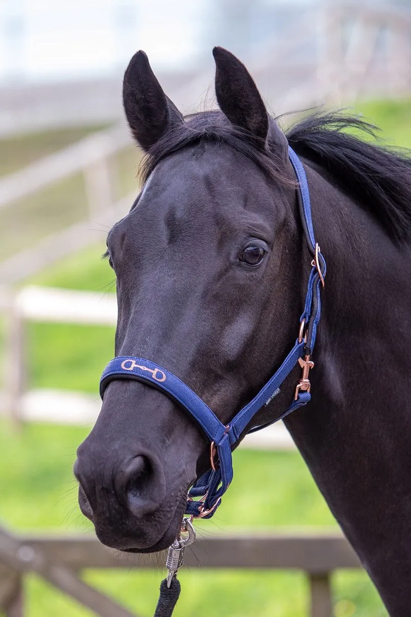 Halster Bit - Pony by Harry's Horse in Dark blue – product photo