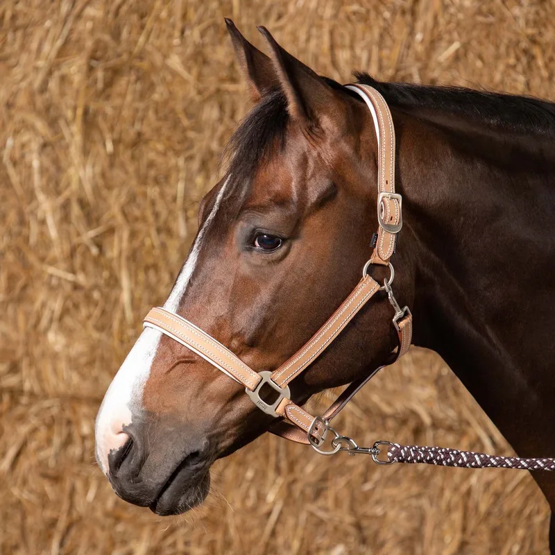 Halster leder Cremello Pony by Harry's Horse in Beige – product photo
