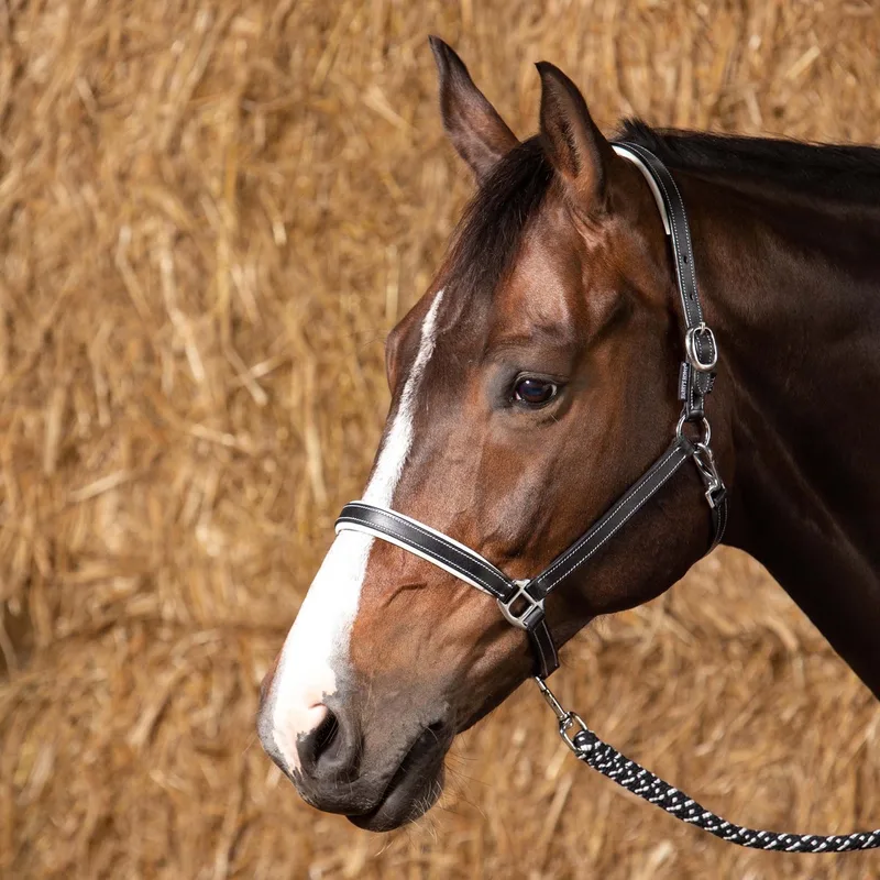 Halster leder Elegance COB van Harry's Horse in Zwart – productfoto