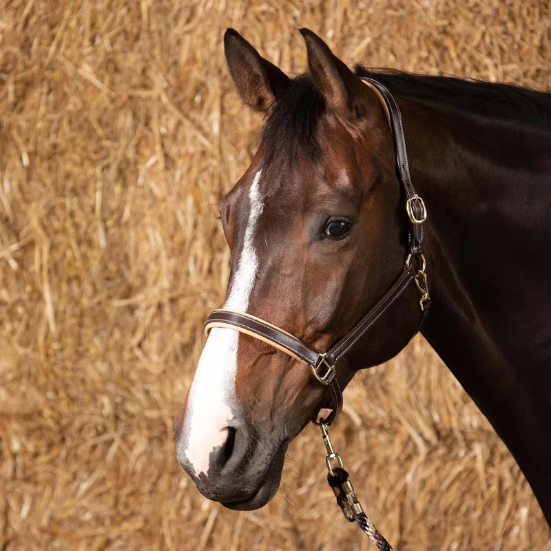 Halster leder Elegance PONY by Harry's Horse in Brown – product photo
