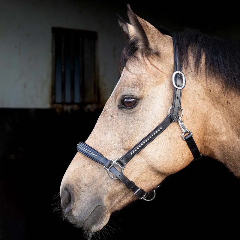 Halster leder Finesse crystal Zwart - Pony | Zwart | Halstertouw paard de Harry's Horse en Noir – photo produit