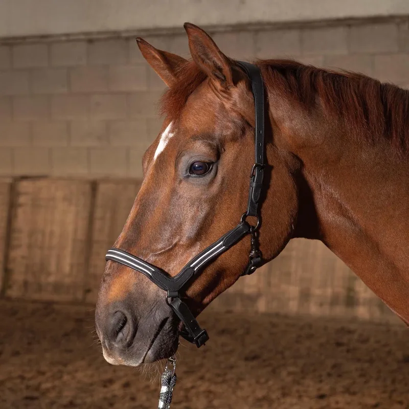 Halster Leder Flash | Cob by Harry's Horse in Brown – product photo