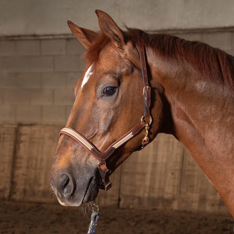 Halster Leder Flash | Full von Harry's Horse in Braun – Produktfoto
