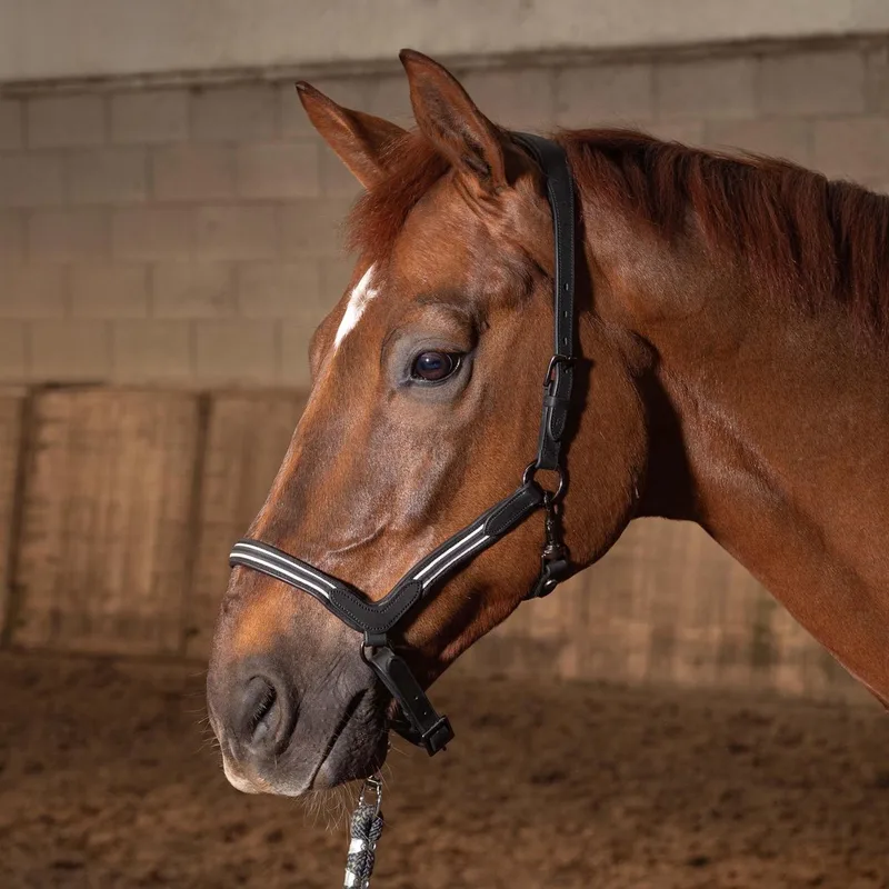 Halster Leder Flash | Full by Harry's Horse in Black – product photo