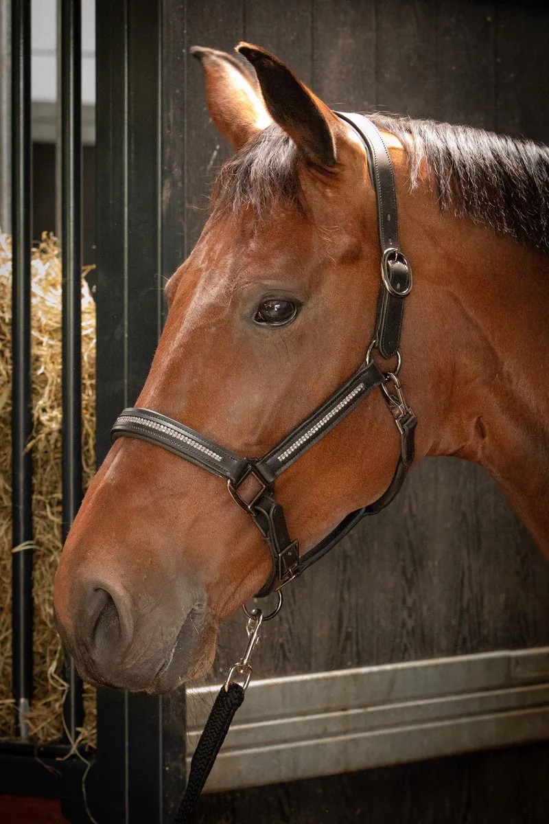HALSTER LEDER METALLIC by Harry's Horse in Zwart-donkergrijs – product photo