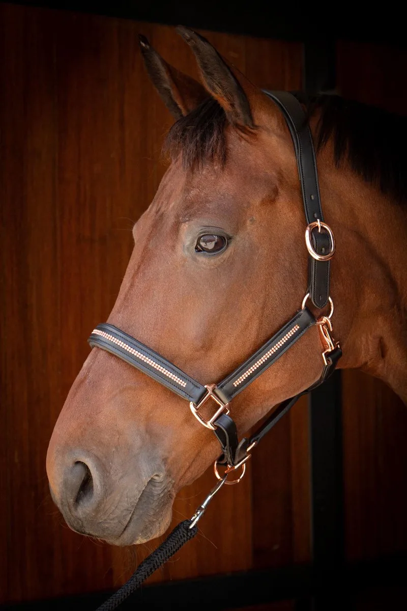 HALSTER LEDER METALLIC von Harry's Horse in Zwart-roségoud – Produktfoto