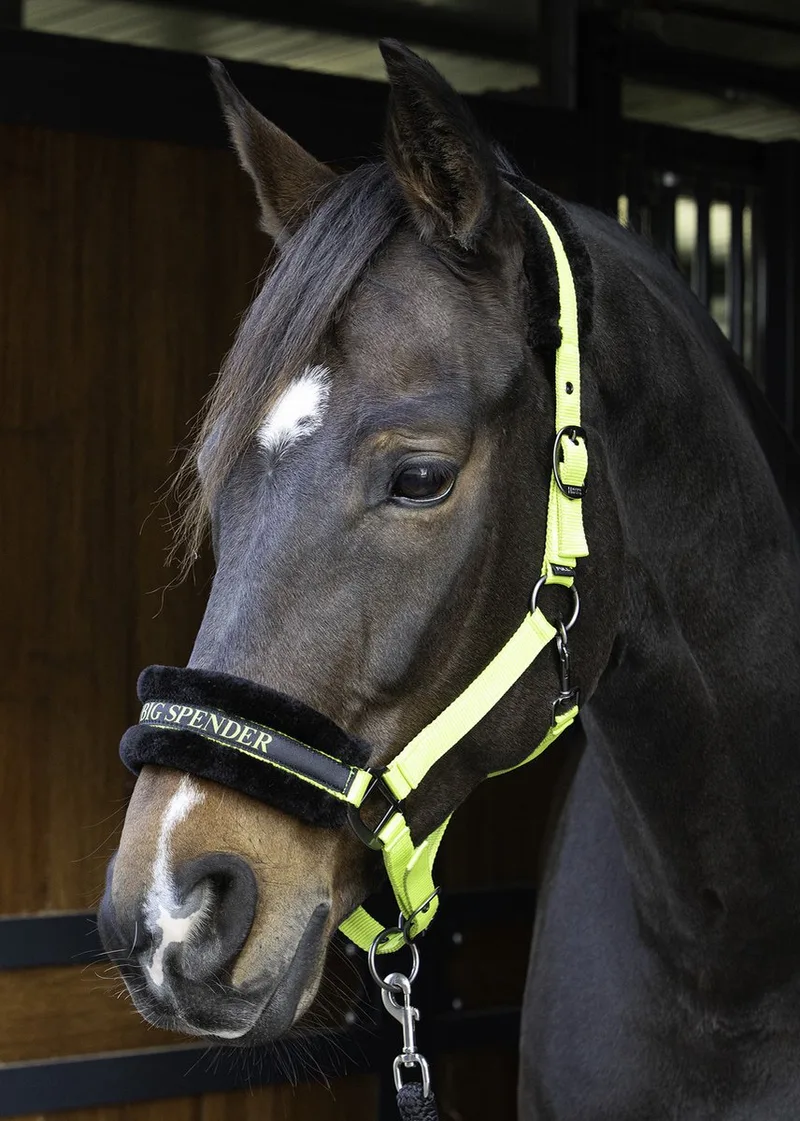 Halster Lyrics Quotes Lime - Full by Harry's Horse in Black – product photo
