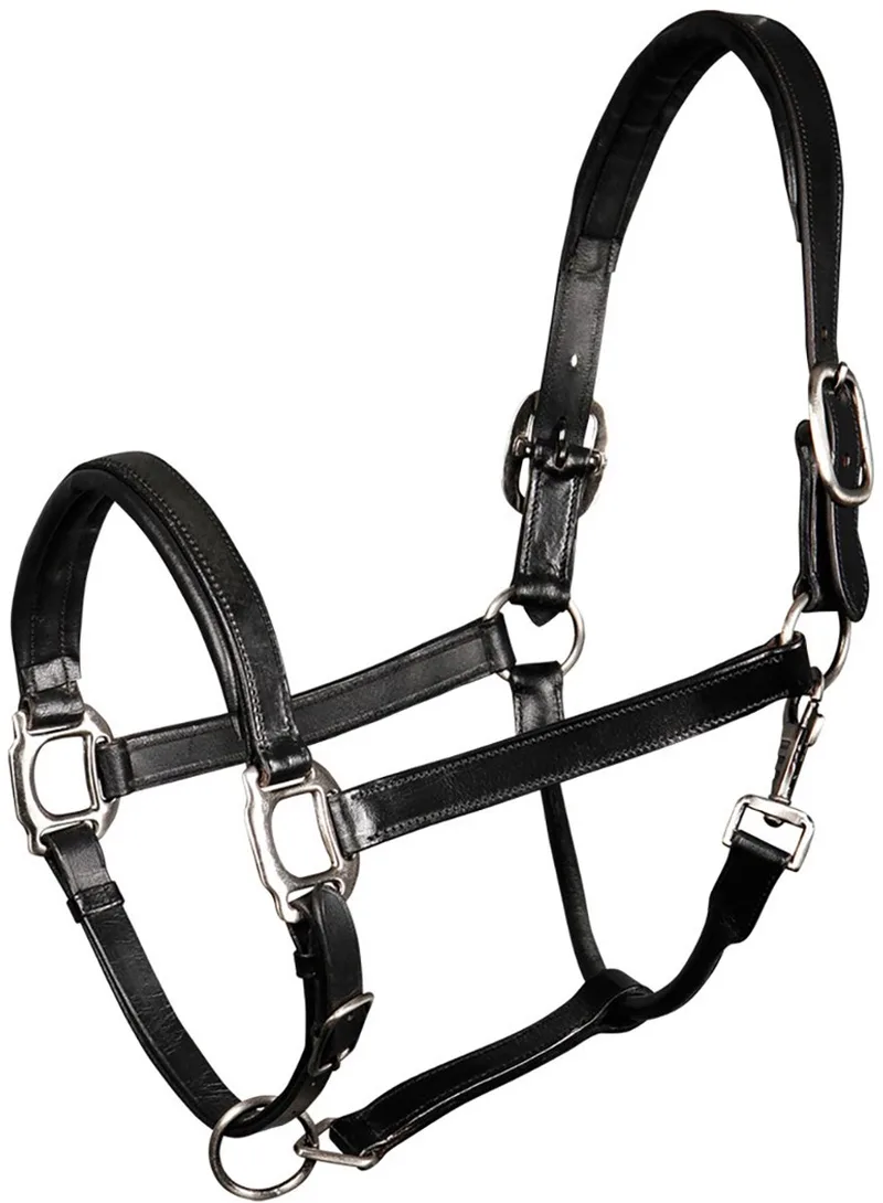 Halster Padded Leer - middel van Harry's Horse in Zwart – productfoto