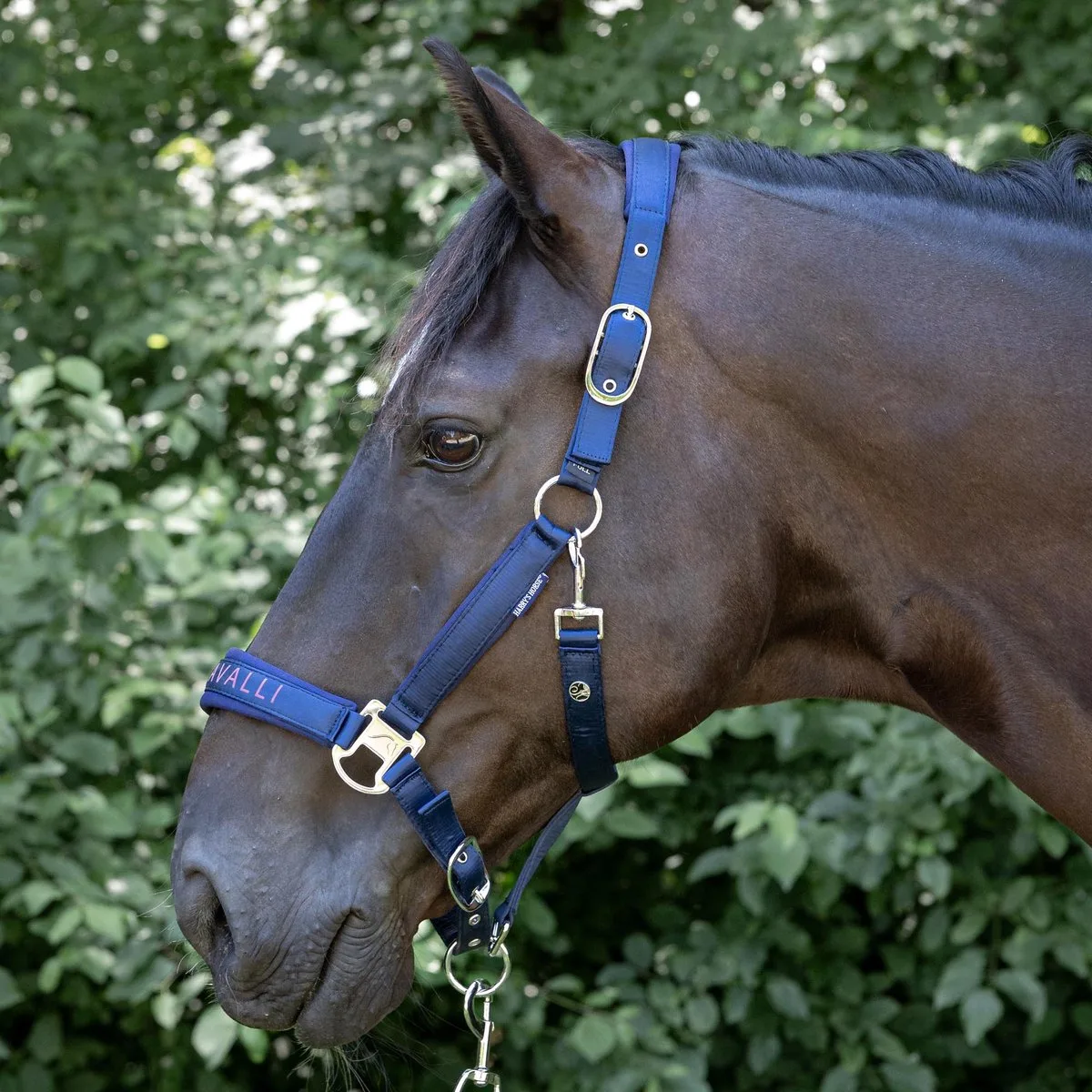 Halsterset Denici Cavalli Purple Passion Satin, maat Pony van Harry's Horse in Peacoat – productfoto