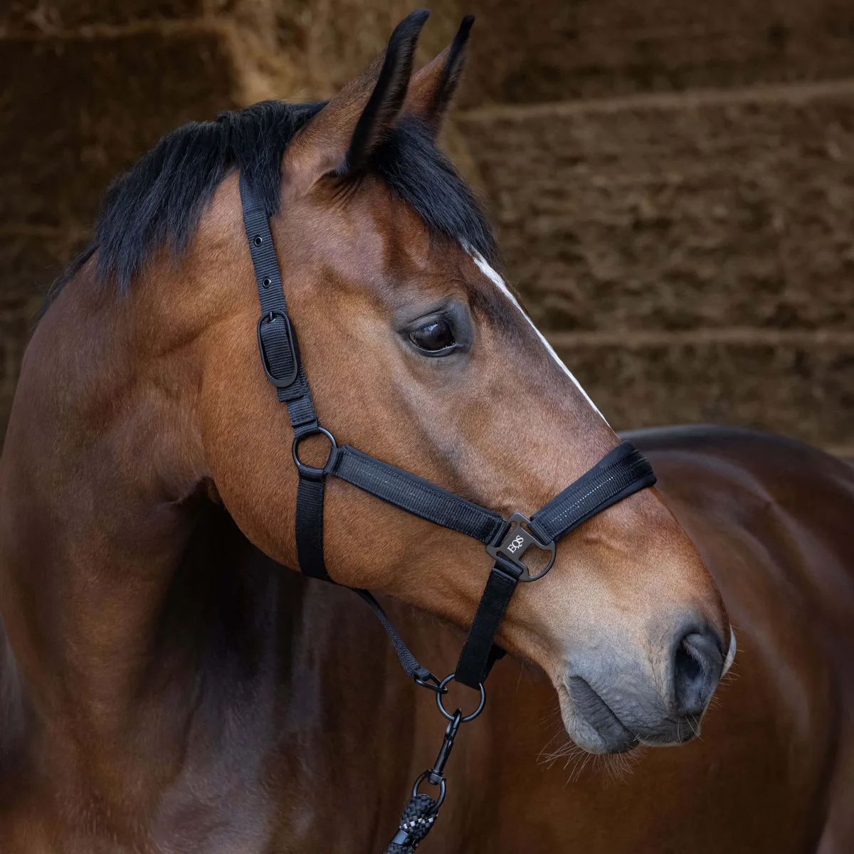 Halsterset Harry's Horse Black Edition - Pony de Harry's Horse en Noir – photo produit