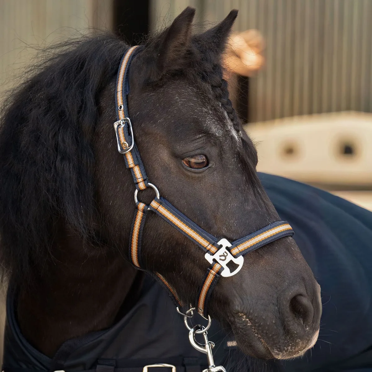 Halsterset STOUT! Maverick | Mini Shetlander de Harry's Horse en Total-eclipse – photo produit