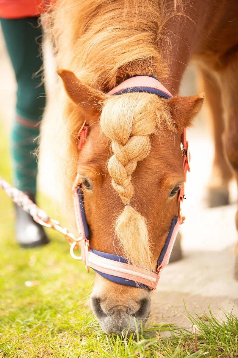 Halsterset Valli van Harry's Horse in Asphalt – productfoto
