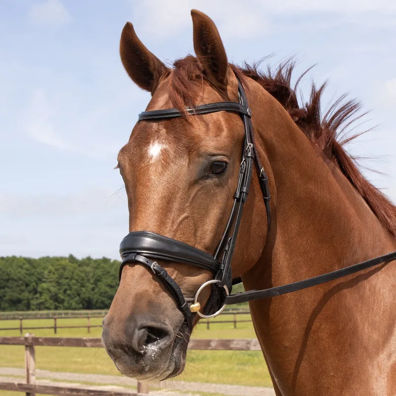 Hoofdstel Elegance - Cob by Harry's Horse in Black – product photo