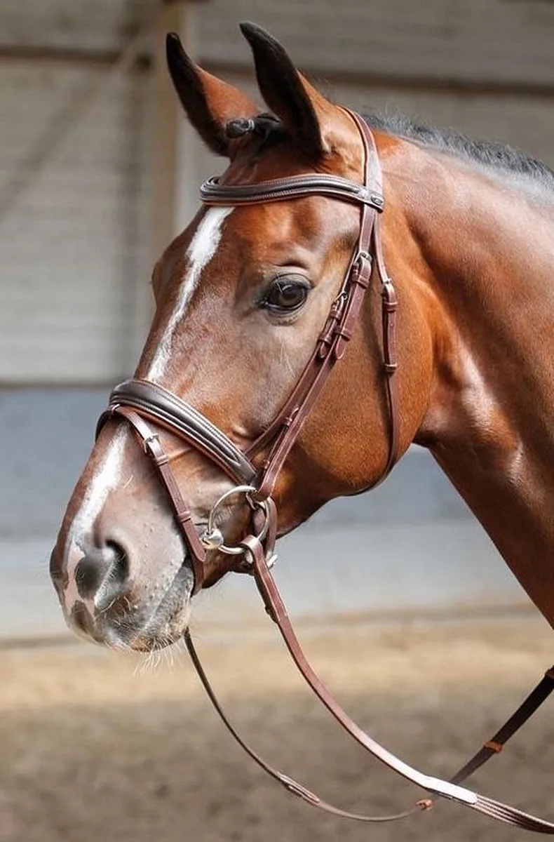 Hoofdstel Soft COB van Harry's Horse in Bruin – productfoto
