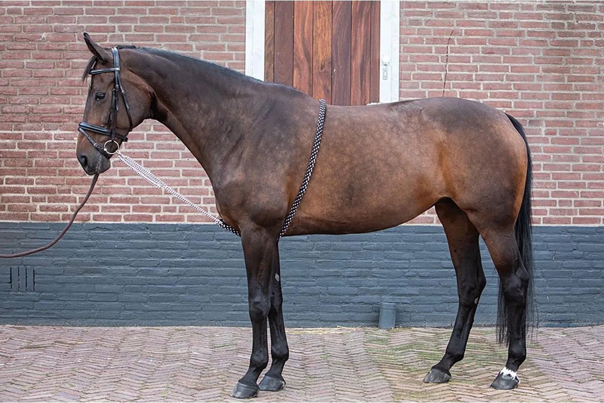 Longeerhulp Soft - xl van Harry's Horse in Zwart-wit – productfoto