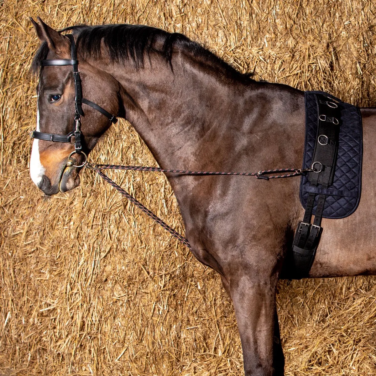 Longeerkoord V-line (paar) de Harry's Horse en Noir – photo produit