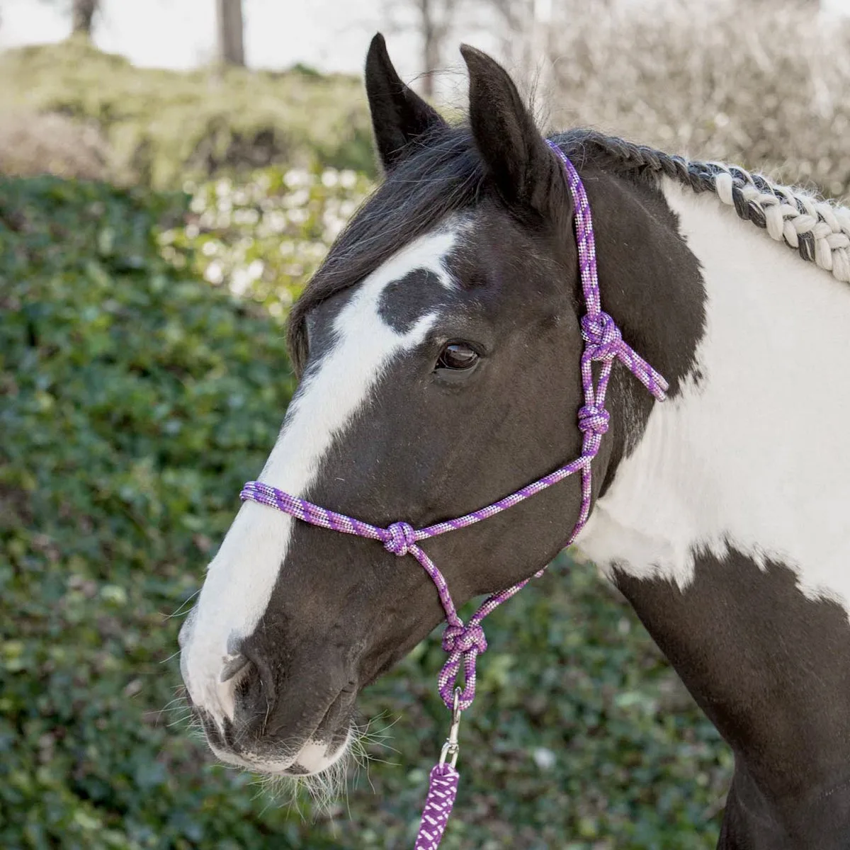 Touwhalster pony de Harry's Horse en Violet – photo produit