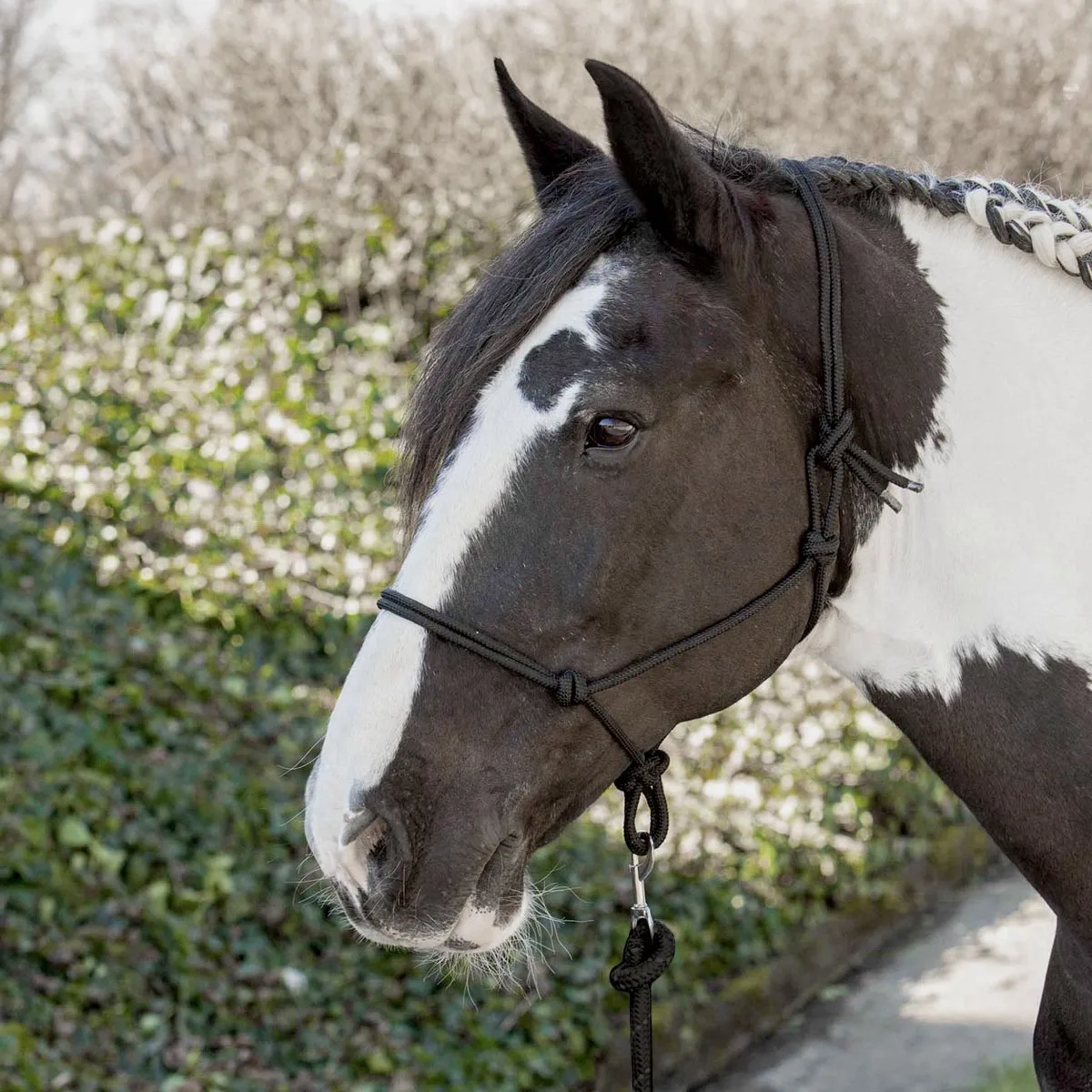 Touwhalster pony van Harry's Horse in Zwart – productfoto