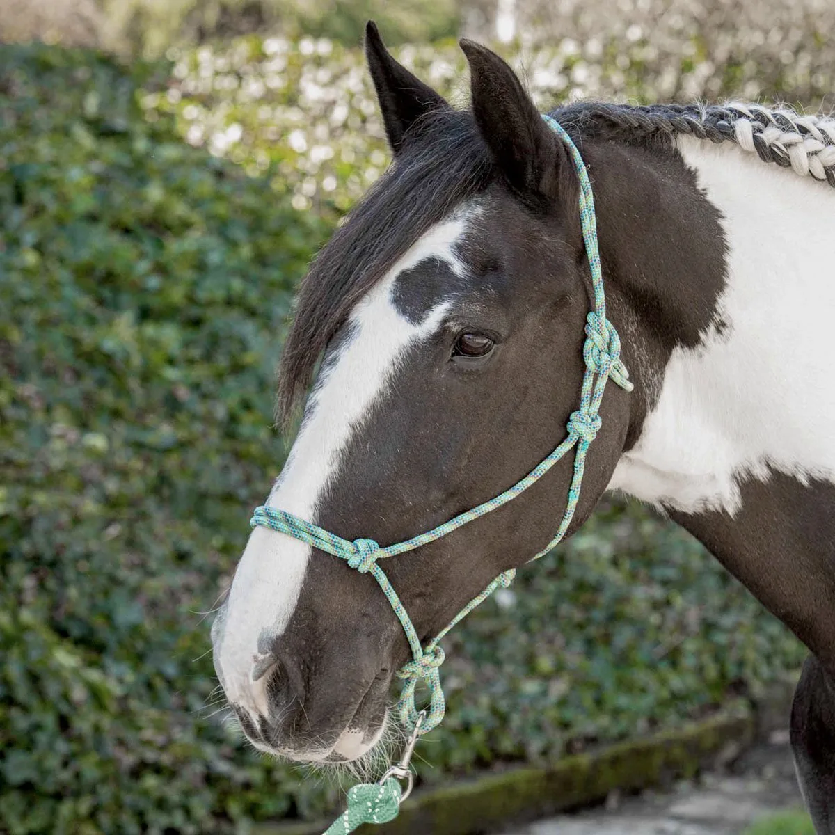 Touwhalster van Harry's Horse in Roze – productfoto