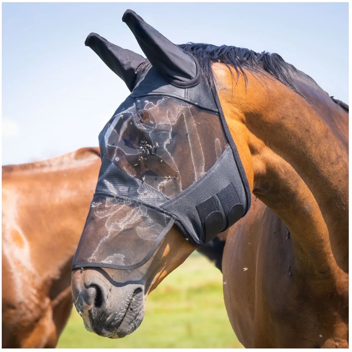Vliegenmasker Flyshield met neusstuk XXS Zwart van Harry's Horse – productfoto