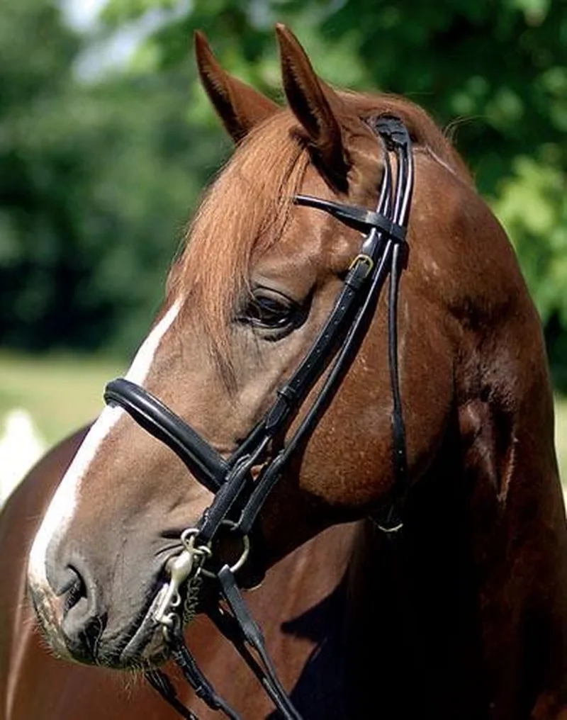 Hoofdstel Stang en Trens Full by HKM in Black – product photo