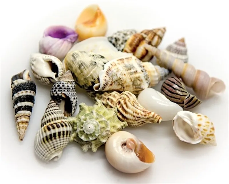 Decoratie zeeschelpen S+M | in decoglas pot 1 liter | voor aquarium, terrarium en maritieme styling by Hobby in Natural – product photo