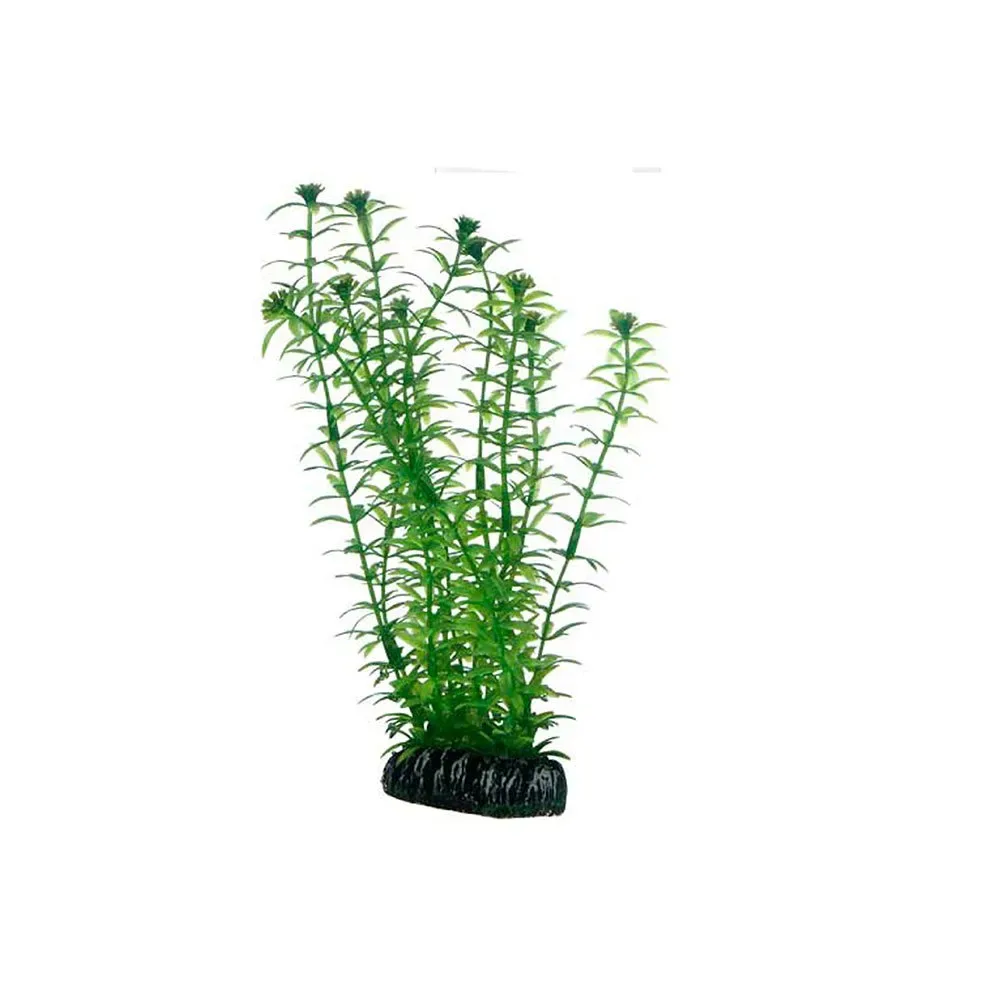 Lagarosiphon Plant 20cm från Hobby – produktbild