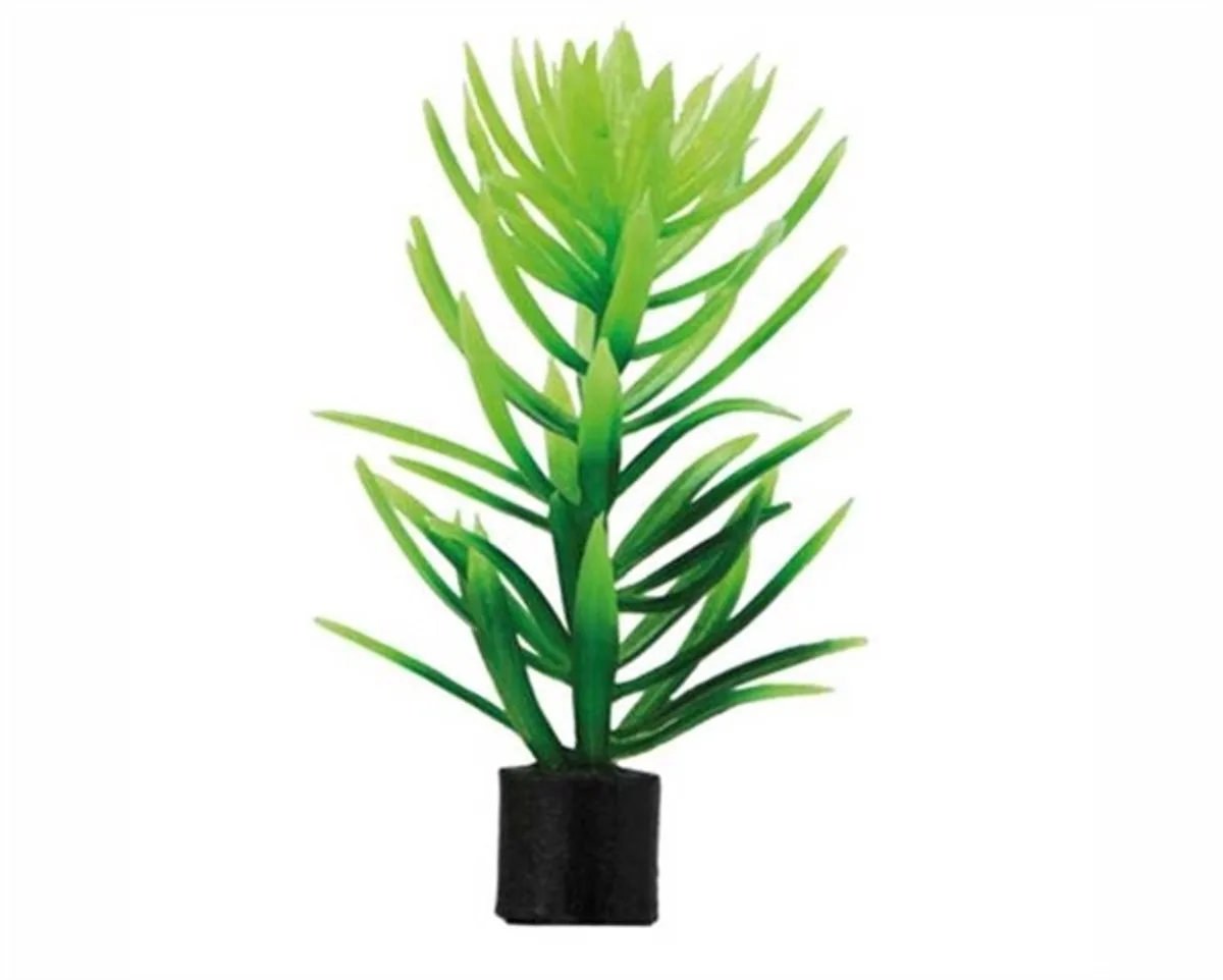 Plant Didiplis Mini 1.5X1.5X6CM från Hobby i Grön – produktbild