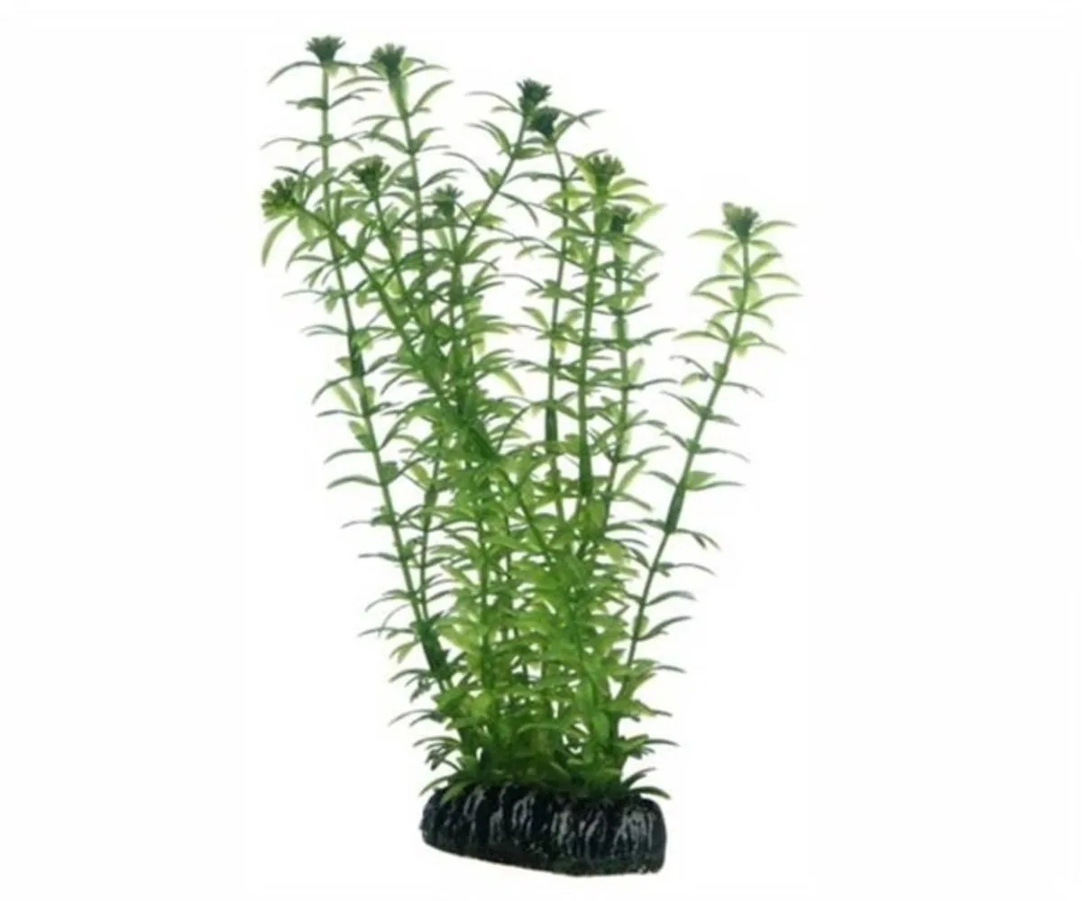 Plant Lagarosiphon 60CM de Hobby en Vert – photo produit