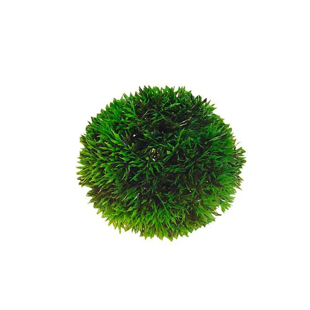 Rode Salvacria-plant 9cm från Hobby – produktbild