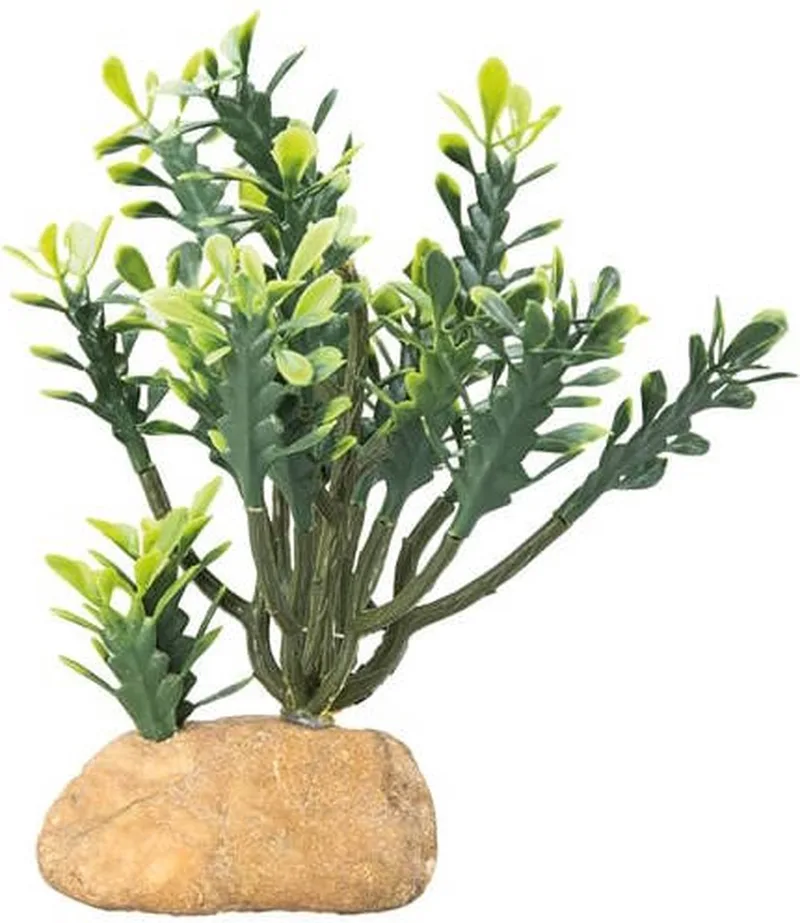 Terrano Euphorbia kunstcactus voor terrarium | maat M en L Maat M by Hobby in Green – product photo