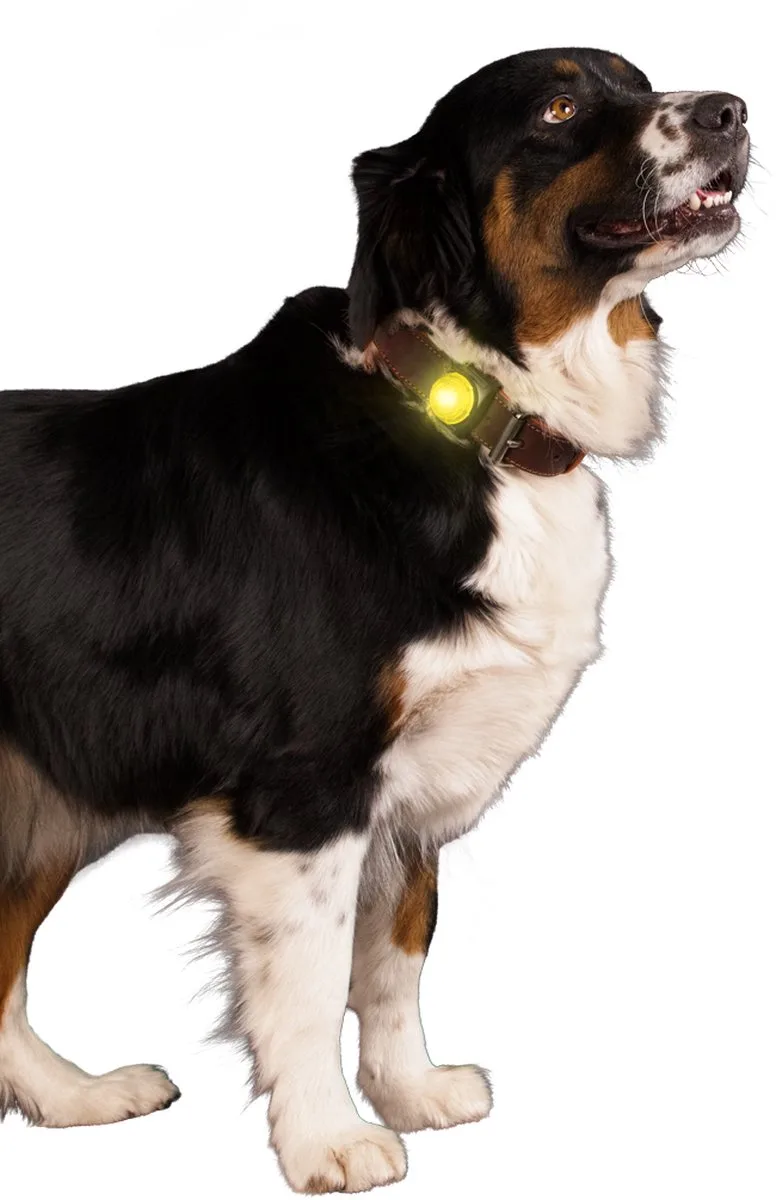 Nightwalk Safety Light - Verlichting hond - Veiligheidslampje voor de halsband - Hondenlampje - 2 Standen - Tot 100 uur - Tot 200 meter zichtbaar de Holland Animal Care en Jaune – photo produit