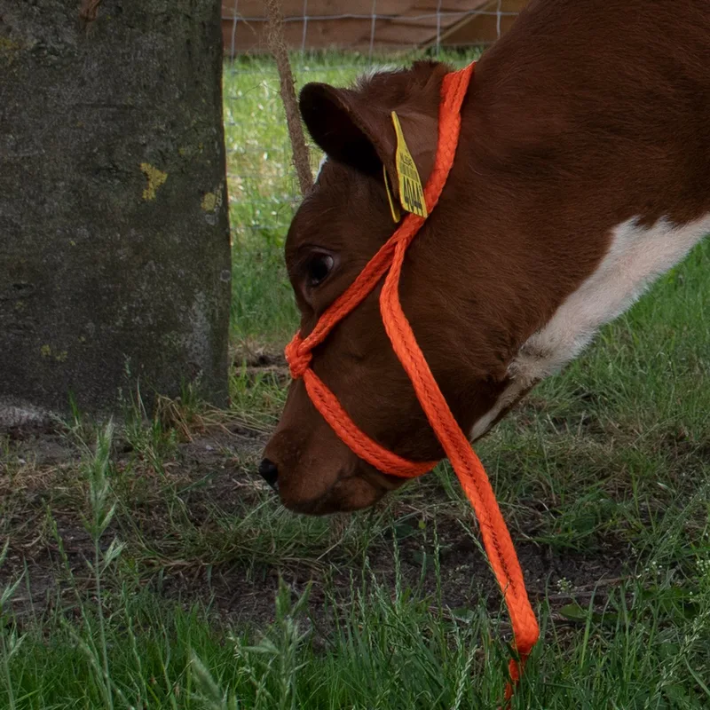 Verstelbaar Halster voor Rundvee - 25x10x4 - Excellent Halster - Kalf - Zeer sterk gevlochten Nylon by Holland Animal Care in Orange – product photo