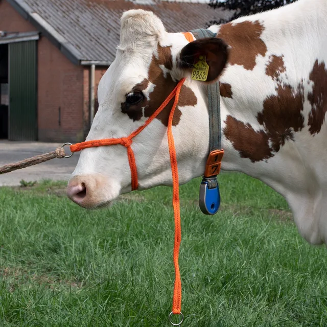 Verstelbaar Halster voor Rundvee - 27x10x4 - Excellent Halster - Koe Groot - Zeer sterk gevlochten Nylon - Oranje