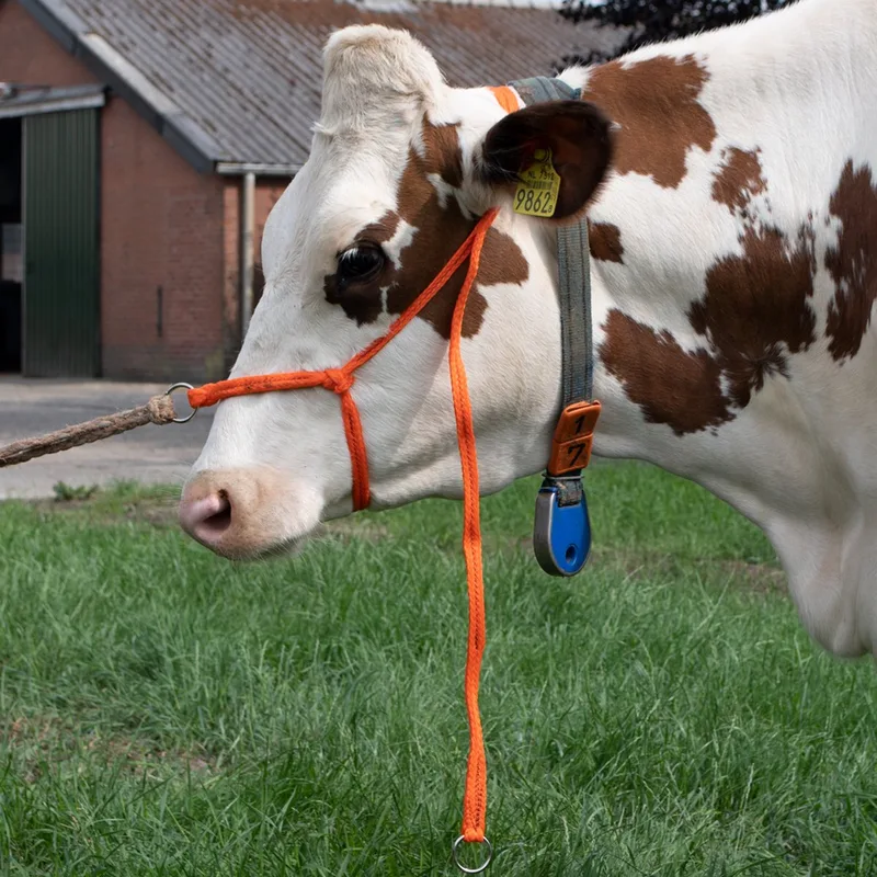 Verstelbaar Halster voor Rundvee - 27x10x4 - Excellent Halster - Koe Groot - Zeer sterk gevlochten Nylon - Oranje by Holland Animal Care in Orange, Verstelbaar – product photo