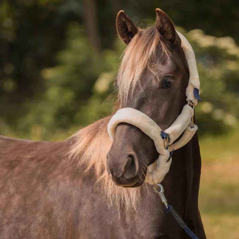 HALSTER MET BONT BESCHERMING | Cob by Horka in Blue – product photo