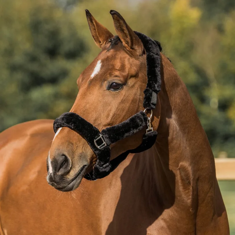 HALSTER MET BONT BESCHERMING | Full by Horka in Blue – product photo