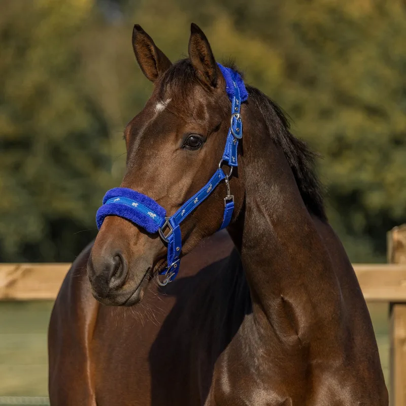 Halster Plush | Full von Horka in Royal blue – Produktfoto