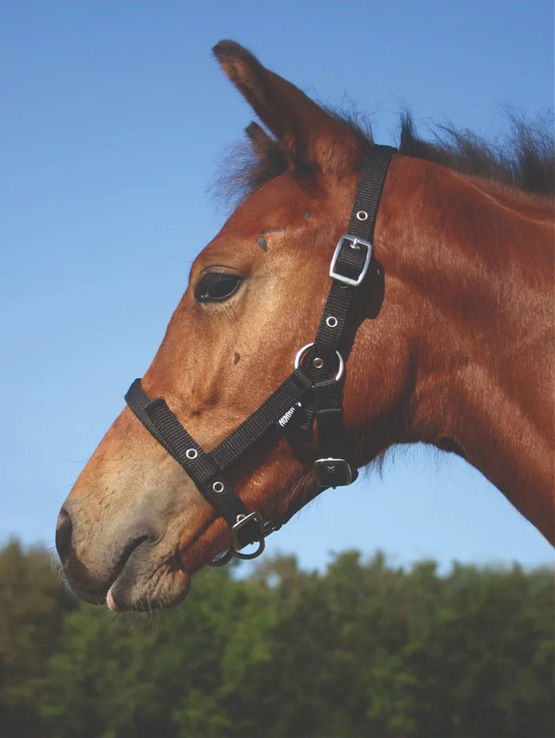 Halster Veulen Maat Foal de Horka en Bleu – photo produit