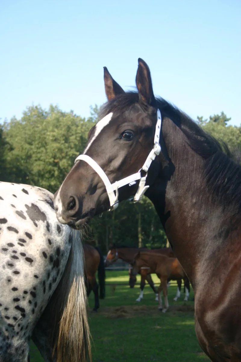 Halster Veulen Maat Foal by Horka in Black – product photo