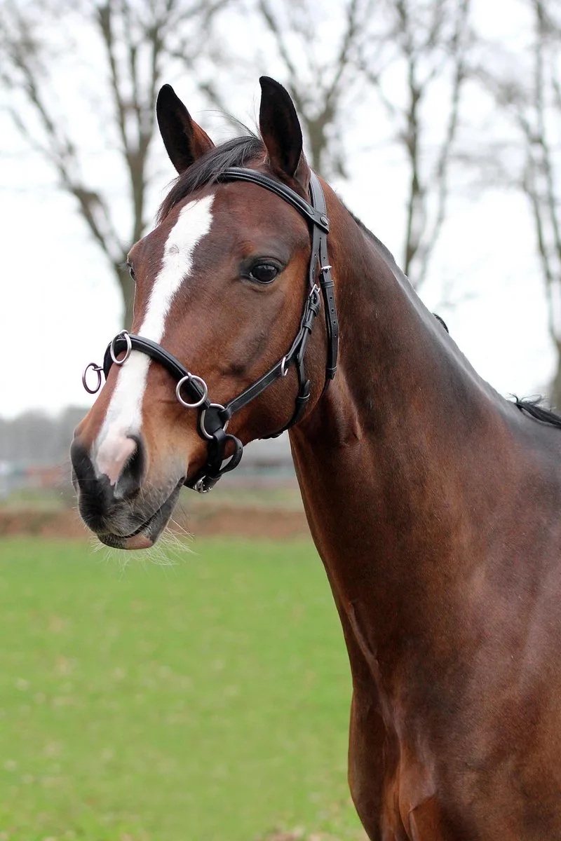 Hoofdstel Kaptoom Leer 50/62 Cm Zwart/zilver (pony) de Horka en Noir – photo produit
