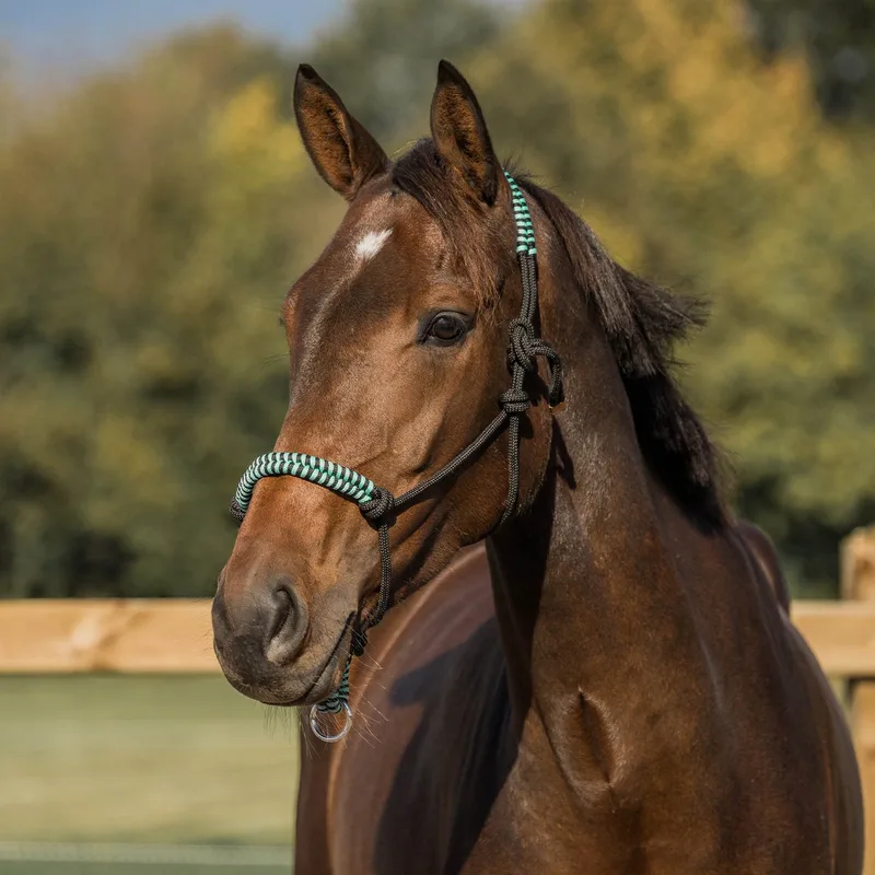 Koord Halster | Pony by Horka in Mint – product photo