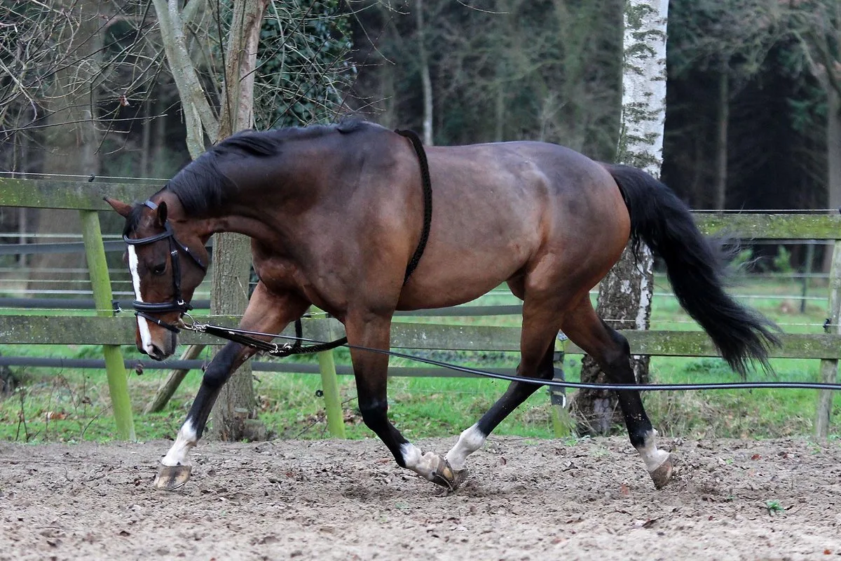 Longeerhulp Met Ring Leer/katoen Maat Full de Horka en Noir – photo produit