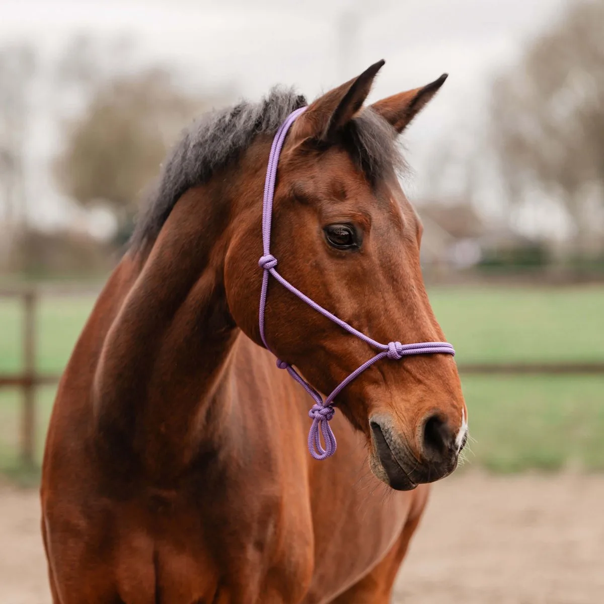 Touwhalster Basic de Horka en Violet – photo produit
