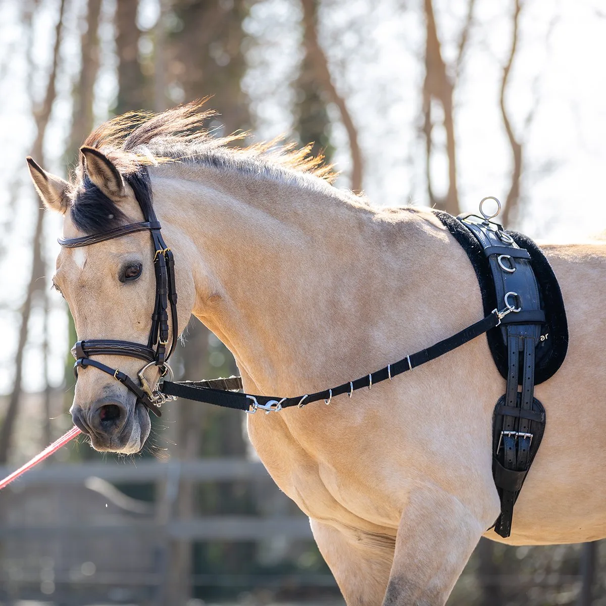 Bijzetteugels Horsegear Hgelastic de Horsegear en Noir – photo produit