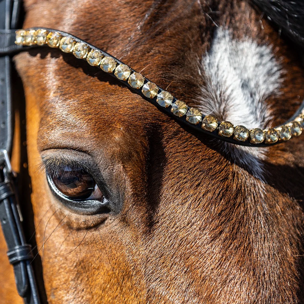 Frontriem Horsegear Hgsalerno de Horsegear en Or – photo produit