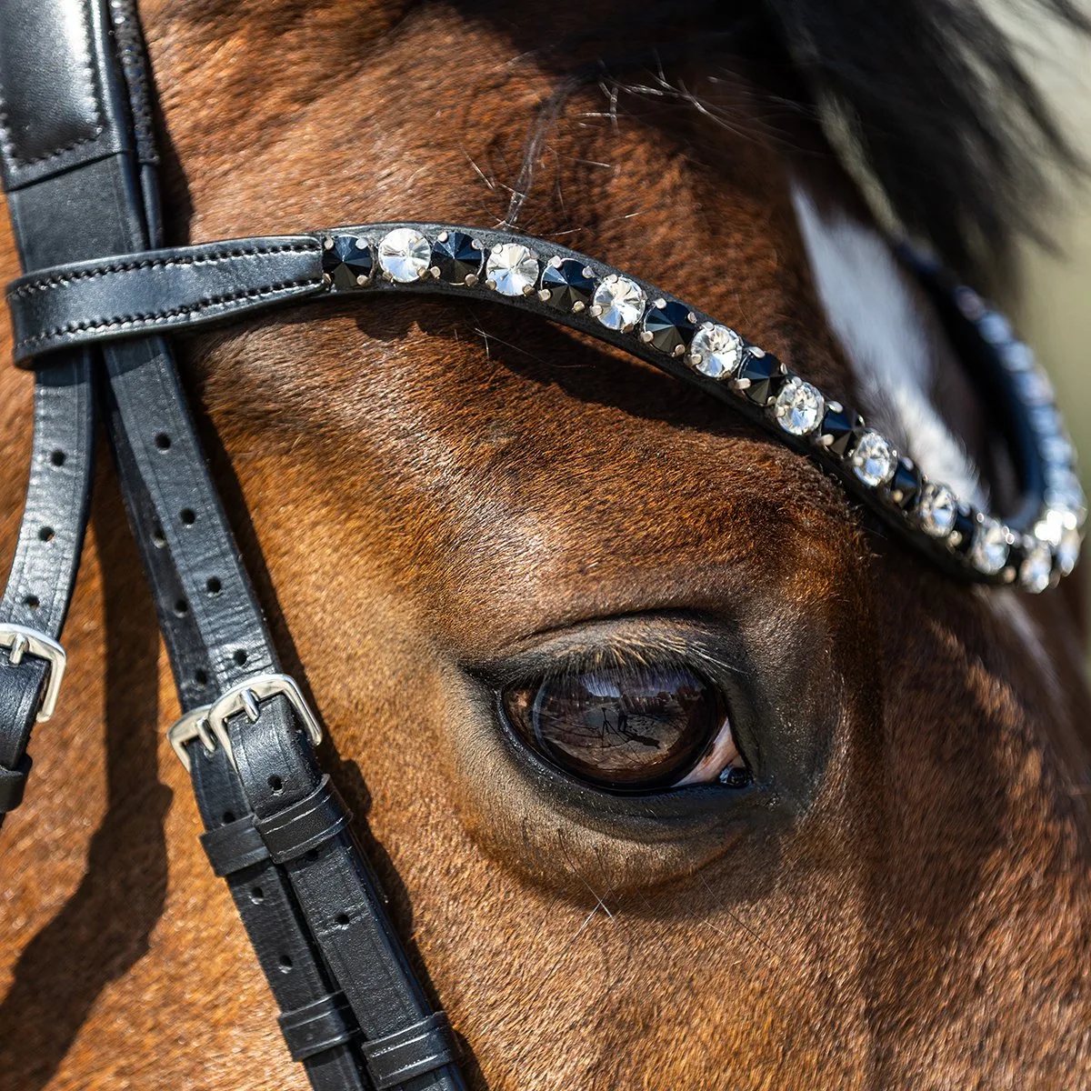 Frontriem Horsegear Hgsalerno Zwart-zilver de Horsegear en Noir – photo produit