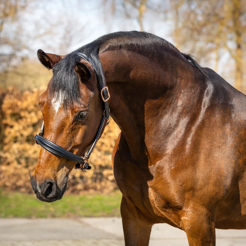Halster Horsegear Rose Gold by Horsegear in Black – product photo