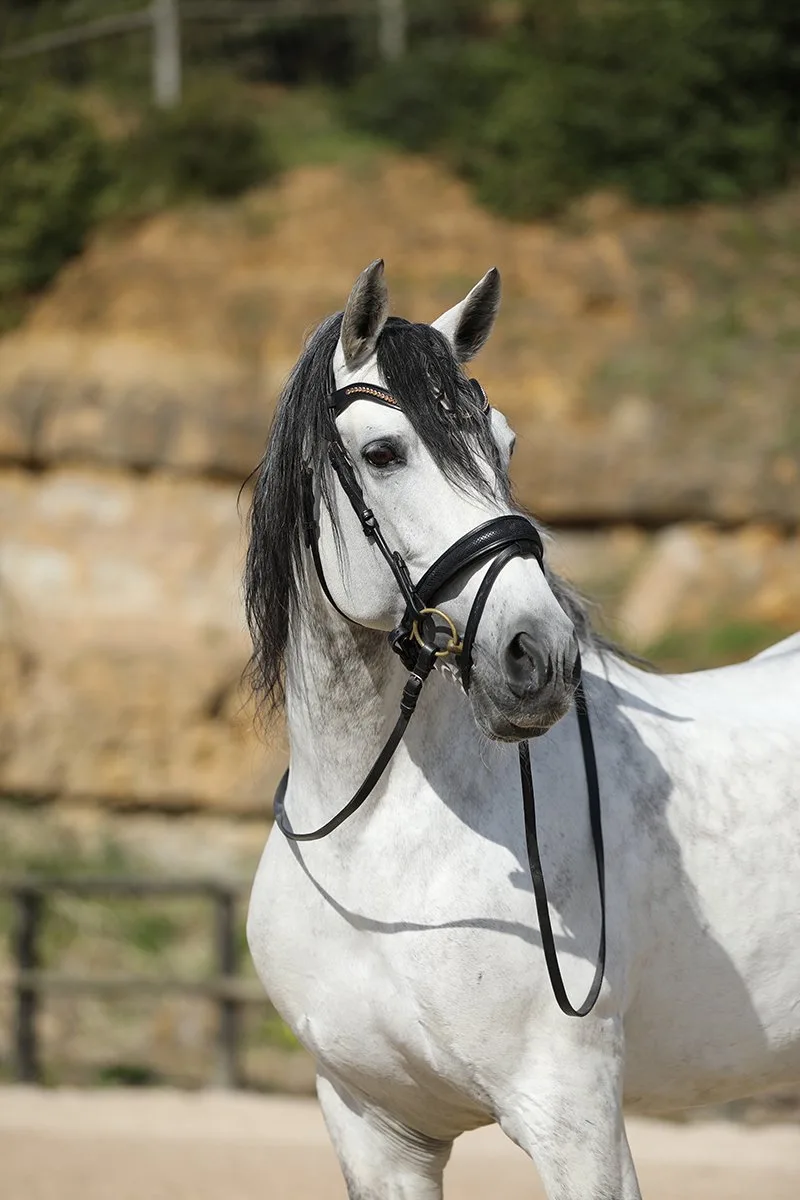 Hoofdstel Horsegear Hgsnake von Horsegear in Schwarz – Produktfoto